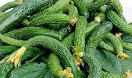 小黄瓜视频,揭秘日常生活中的趣味瞬间